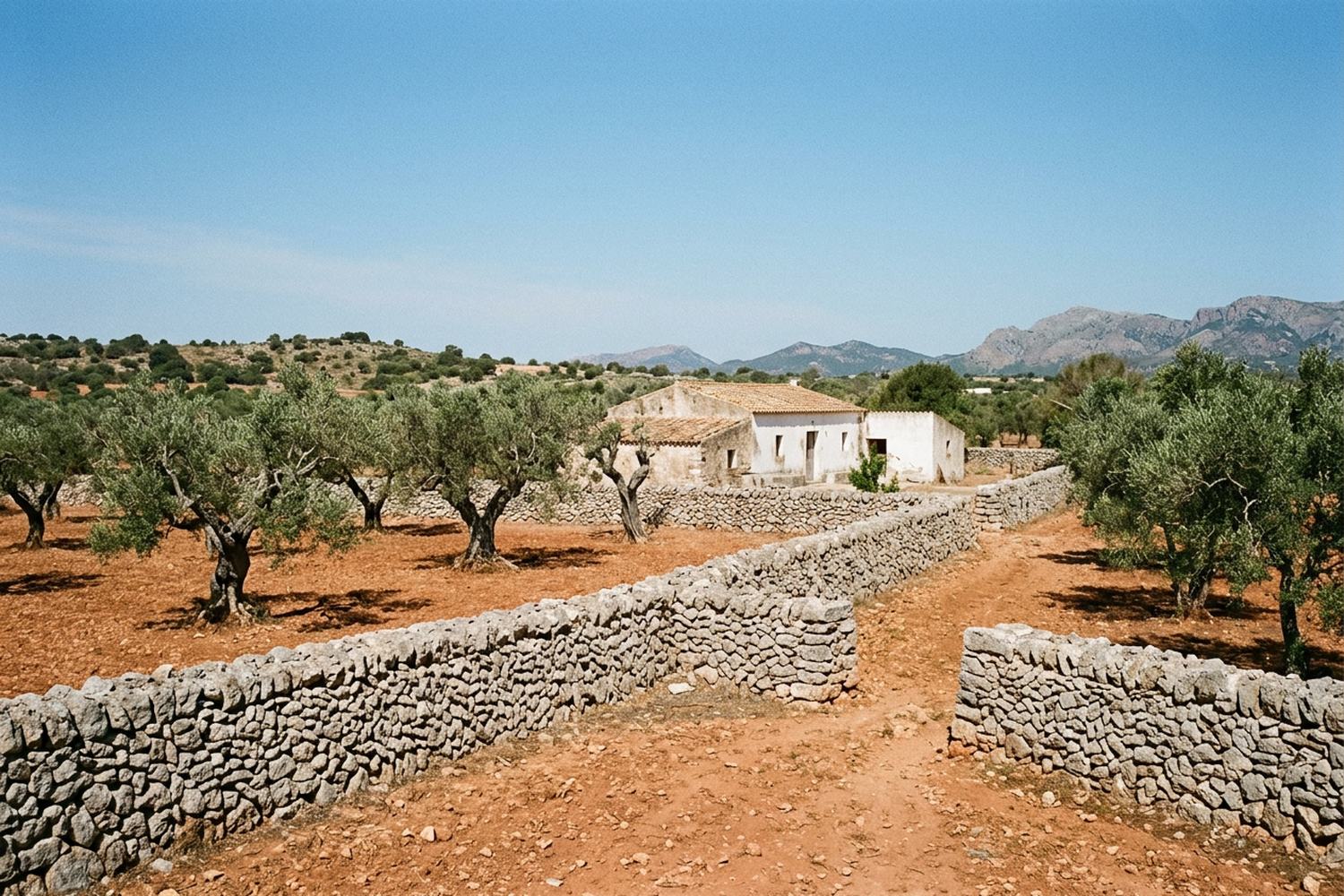 Dry stone walls dividing old olive groves on flat red earth under a hard sky.